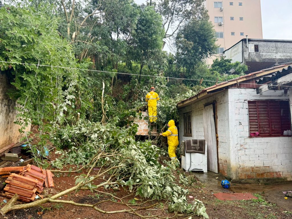 Videira
