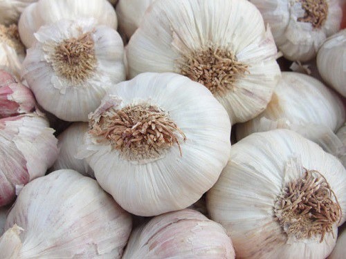 Comissão de Agricultura debate risco da importação de alho para produtor catarinense