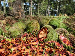 Colheita do pinhão é liberada em SC com expectativa de menor produção