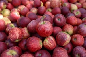 Fraiburgo e São Joaquim podem exportar maçã diretamente nos portos catarinenses