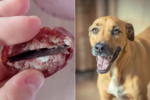 Lâminas escondidas em salame colocam animais em risco e geram revolta em Concórdia
