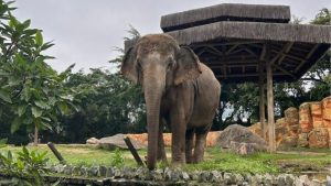 Elefanta Baby deixa o Beto Carrero World e será transferida para santuário em MT