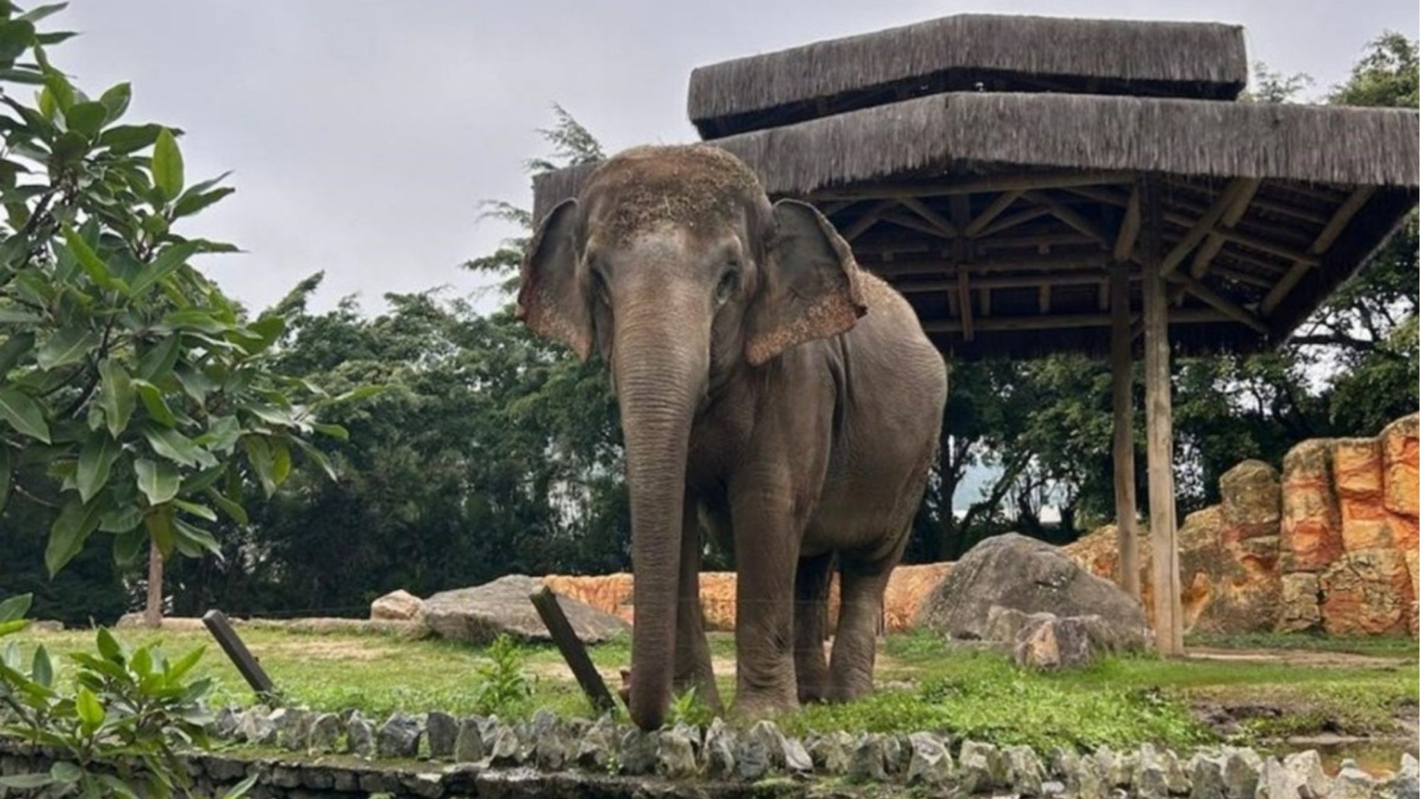 Elefanta Baby deixa o Beto Carrero World e será transferida para santuário em MT