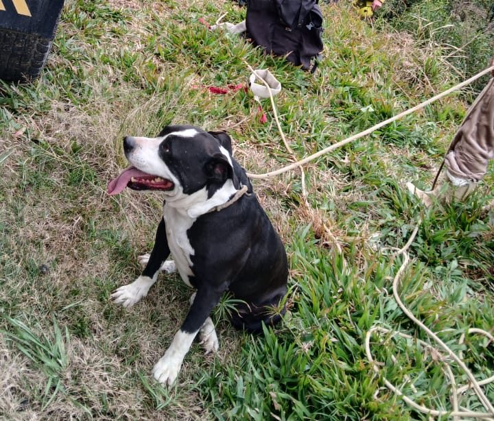 Bombeiros resgatam cachorro preso em encosta com risco de queda em SC