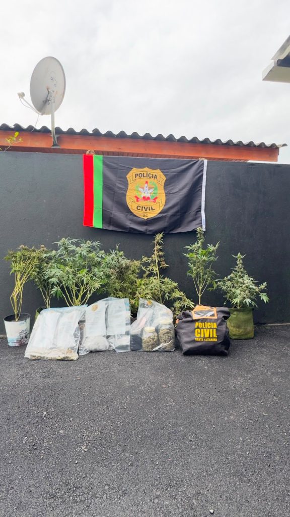 Estudante de odontologia é preso por tráfico após polícia encontrar estufa de maconha em Curitibanos