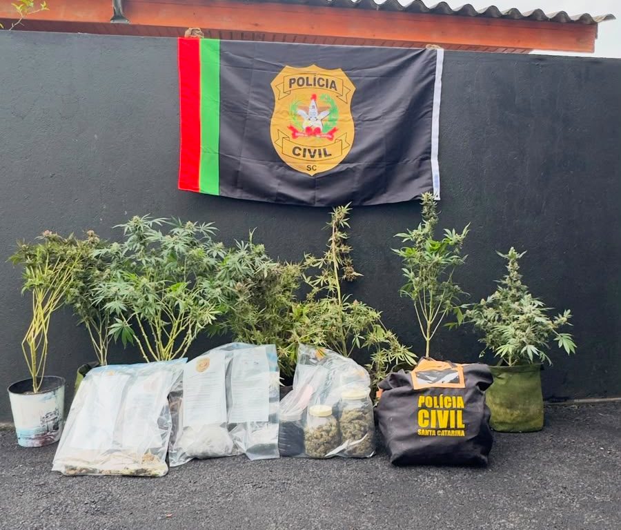 Estudante de odontologia é preso por tráfico após polícia encontrar estufa de maconha em Curitibanos
