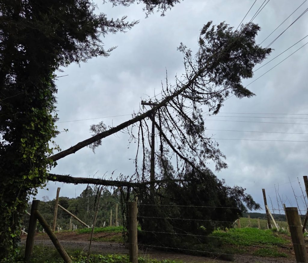 Celesc ainda trabalha para normalizar energia após vendaval na região de Videira