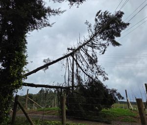 Celesc ainda trabalha para normalizar energia após vendaval na região de Videira