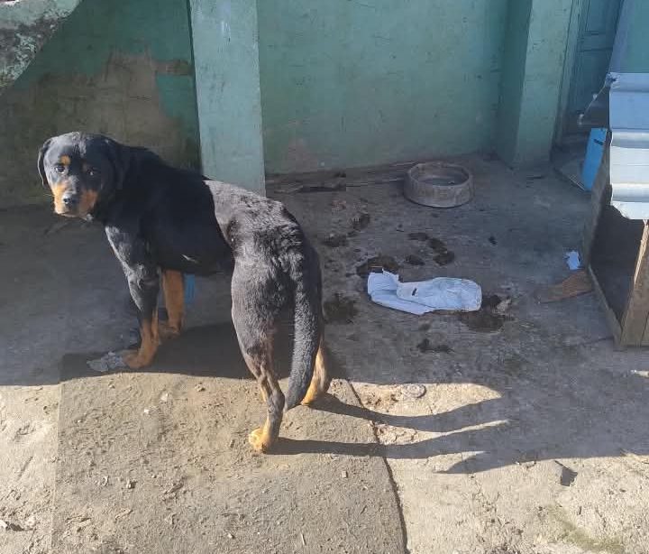 Homem é preso por maus-tratos a cão, tráfico de drogas e receptação em Curitibanos