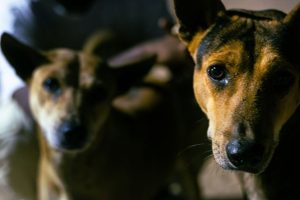 Município de SC é condenado a indenizar idoso atacado por cães em posto de saúde