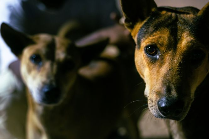 Município de SC é condenado a indenizar idoso atacado por cães em posto de saúde