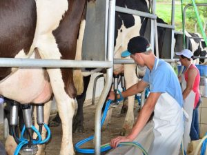 Santa Catarina bate recorde na produção de leite, mas queda nos preços preocupa produtores